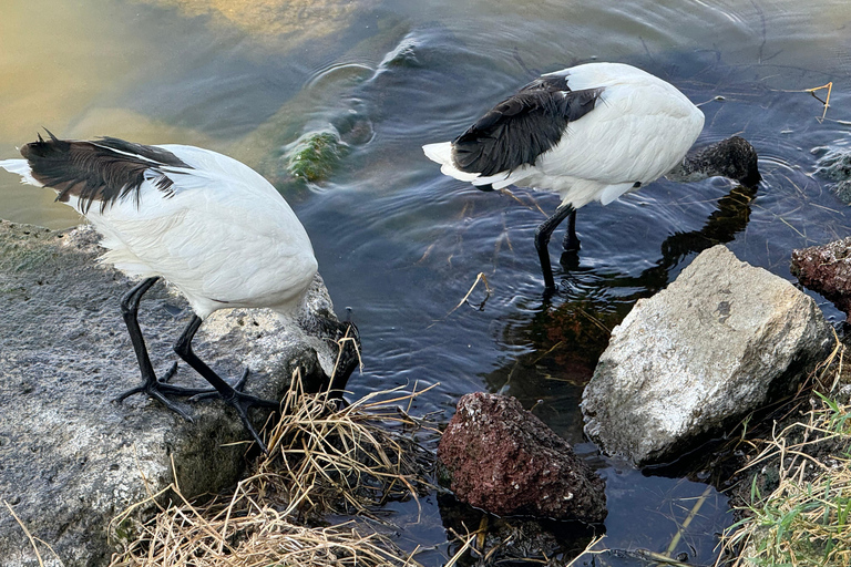 Addis Abeba: 3-tägige Tour zu den Seen des Rift Valley mit Guide