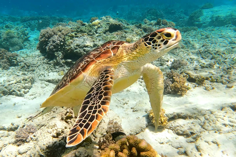 Tour privato di un giorno a Galle con visita alle tartarughe marine e safari in barca