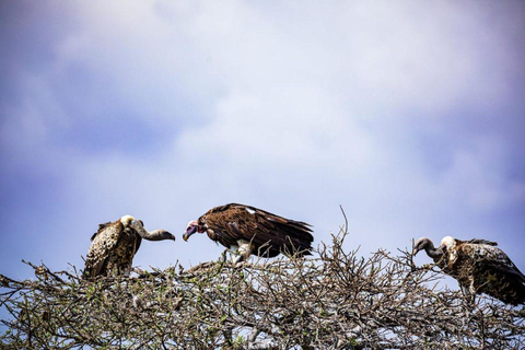 Amboseli Wildlife Dagtour en Masai Bezoeken
