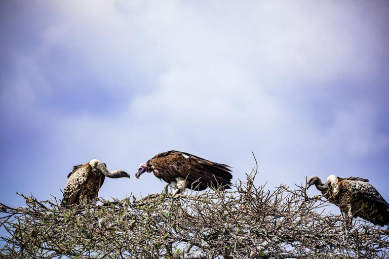 Amboseli Wildlife Dagtour en Masai Bezoeken