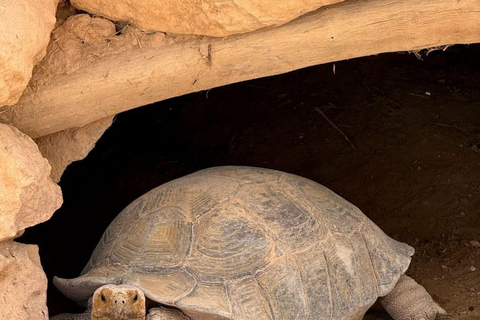 Djerba Explore: Crocodile Park & Lalla Hadria Museum Tour