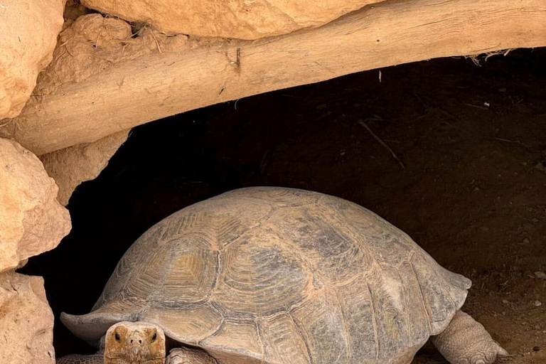 Djerba Explore: Crocodile Park & Lalla Hadria Museum Tour
