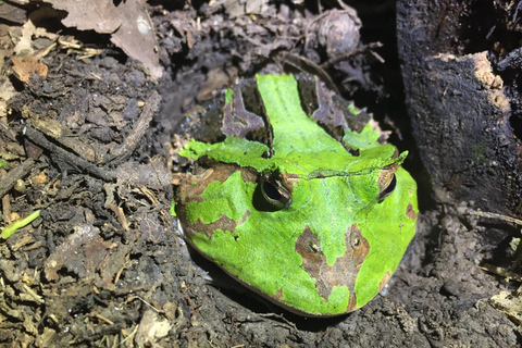 Da Cusco: 5 giorni di esplorazione e connessione nella Zona Riservata del ManuDa Cusco: 5 giorni di esplorazione e connessione nella Zona Riservata di Manu