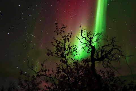 Abisko: Northern Lights Hike with Husky Puppies