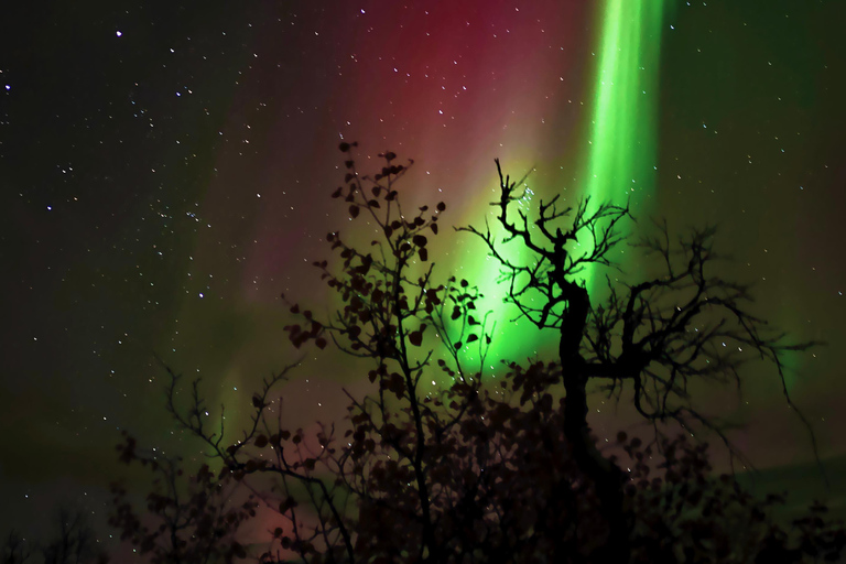 Abisko: Northern Lights Hike with Husky Puppies