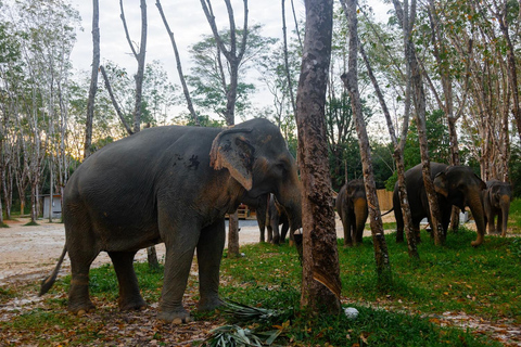 Khao Lak’s Best: Elephant Sanctuary,Rubber Tapping&Waterfall Khaolak Elephant Sanctuary Guided Tour with Hotel Transfers