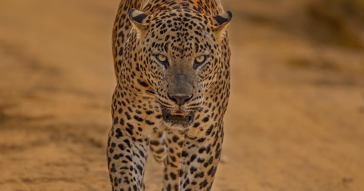 Park Narodowy Yala Półdniowe safari z lampartem GetYourGuide