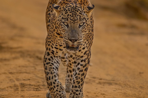 Yala National Park: Half Day or Full Day Leopard Safari Tour Yala National Park: Half Day Leopard Safari Tour (4 hours)