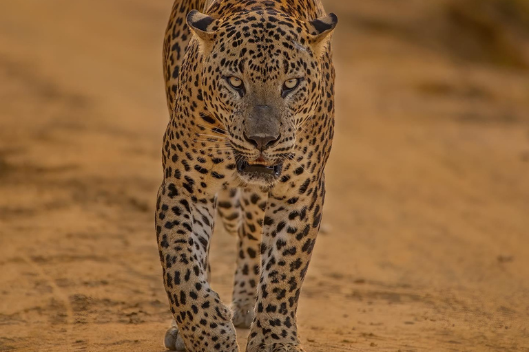 Yala National Park: Half Day or Full Day Leopard Safari Tour Yala National Park: Half Day Leopard Safari Tour (4 hours)