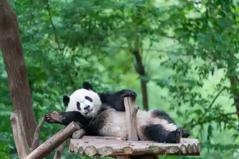 Chengdu: Visa-Free Panda & Cultural Tour in 12 Hours