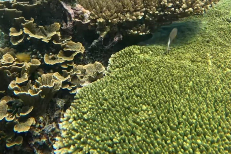 Van Gili Air : Gedeeld/Groep Snorkeltrip 3 EilandenGedeelde snorkeltour Gili Air