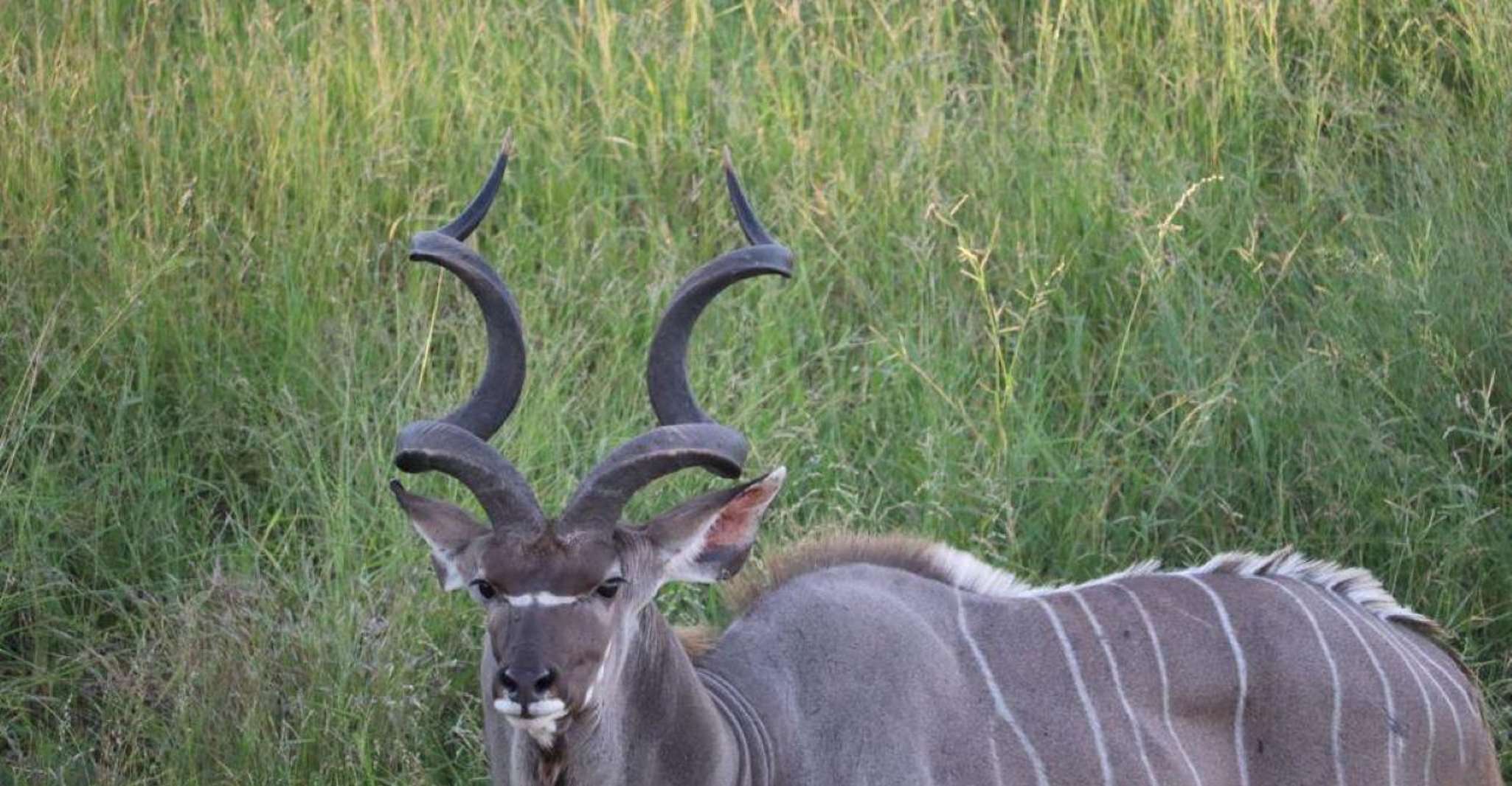 Maputo National Park, - Housity