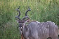 Maputo National Park, - Housity