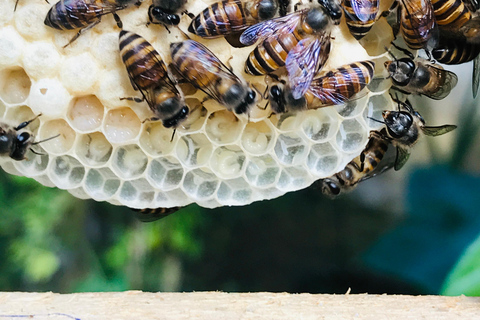 Ella: Bee Farm Tour With Honey Tasting Experience