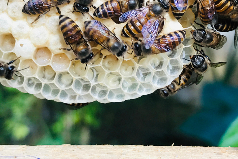 Ella: Bee Farm Tour With Honey Tasting Experience