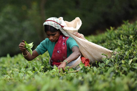 Tea Plucking & Tea Factory: Tour From Kandy