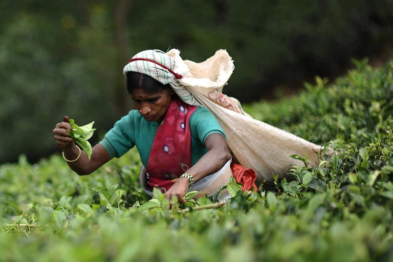 Dagstur till Kandy och Nuwara Eliya