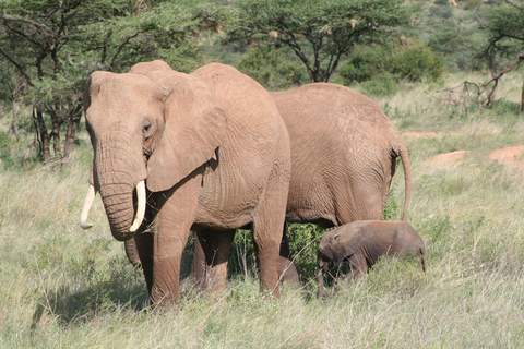5 jours de safari à Amboseli, au lac Nakuru et au Masai Mara.Safari de 5 jours à Amboseli, au lac Nakuru et au Masai Mara.