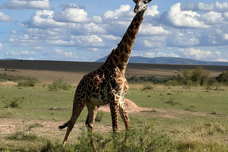 Z Nairobi: 3-dniowe prywatne safari z wizytą w wiosce Masajów