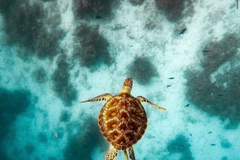 Zanzibar: las Jozani i jaskinia Salaam z odbiorem z hoteluWYCIECZKA PRYWATNA: z odbiorem z hotelu ze WSZYSTKICH HOTELI na Zanzibarze