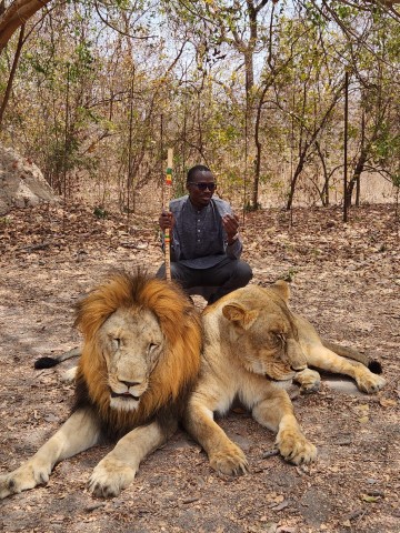 Visit Lion walk in fathala reserve in Dakar