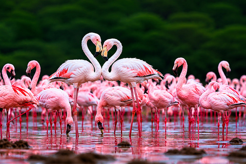 Nairobi: 3 days Lake bogoria, baringo & nakuru private tour