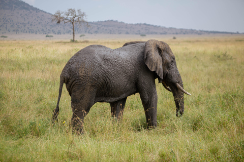 Moshi/Arusha: Lake Manyara National Park Day Trip with Lunch Arusha: Lake Manyara National Park Day Trip with Lunch