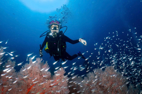 Da Nang: Cham Islands Fun Dive with Lunch and Transfers Fun Divers with Certified - two dive