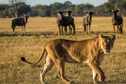 Victoria Falls: 7-Day Chobe & Hwange Safari Tour