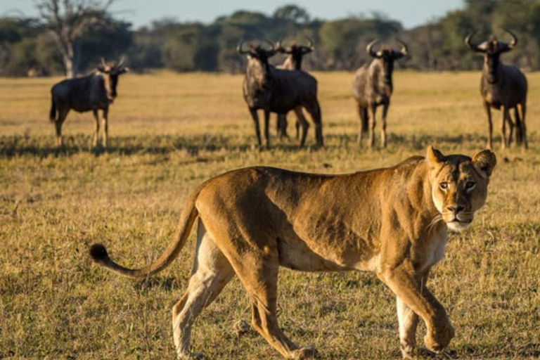 Victoria Falls: 7-Day Chobe & Hwange Safari Tour