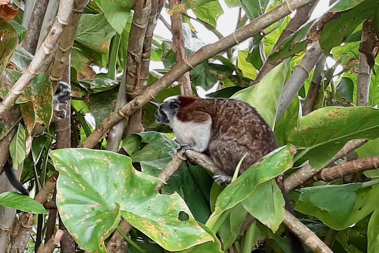 Excursión a las Esclusas de Miraflores y la Isla de los Monos del Canal de PanamáVisita compartida