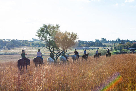 Johannesburg Horse Riding: Return Tranfer Included Lanseria