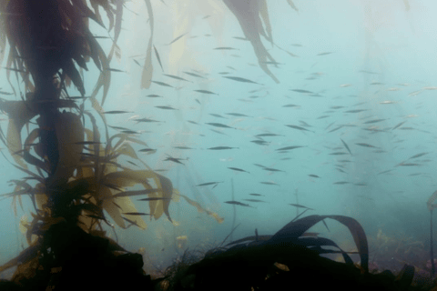 Sitka: Kelp Forest Snorkel Tour