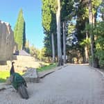Passeggiata mattutina a Lokrum - Barca e ingresso inclusi︱Dubrovnik