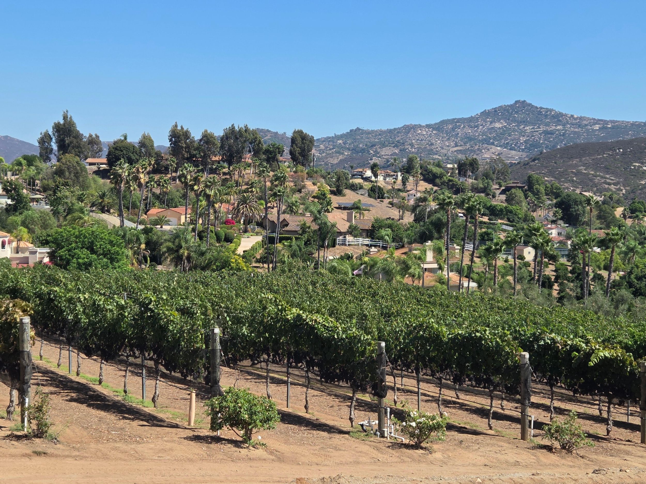 Private 5-stündige Weintour zu Weingütern in San Diego County