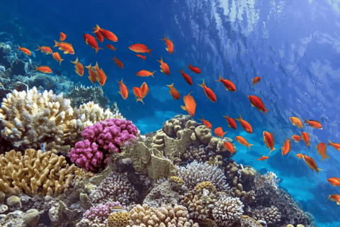 Sharm El Sheikh: Canyon, Blue Hole & Dahab Day Tour Blue Hole Explorer & Snorkeling Adventure