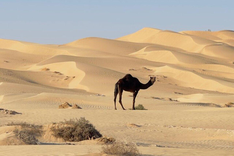 Salalah: Sunset desert safari tour in salalah(private tour) Desert Sunset with Dinner