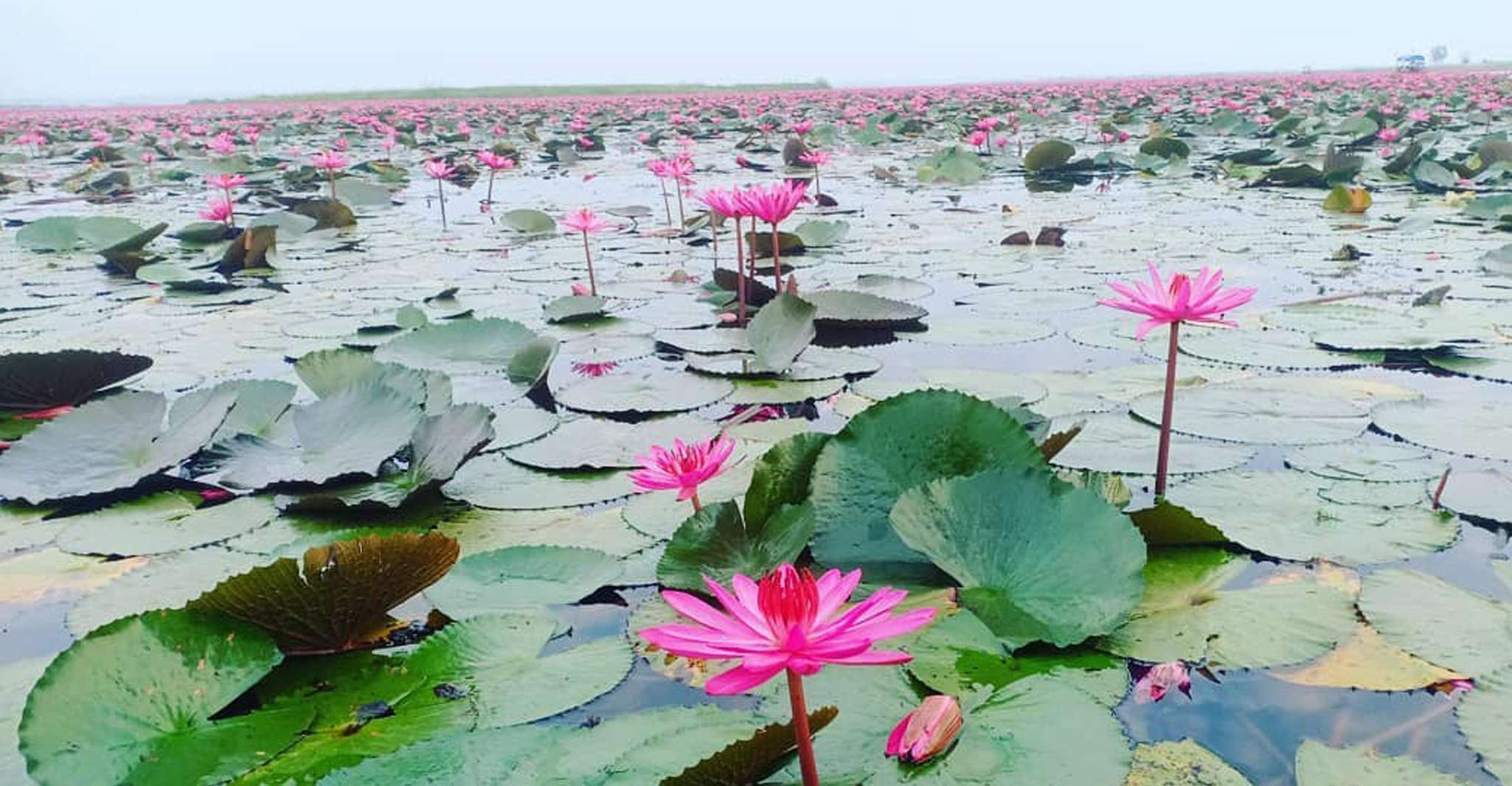 Dolce gita in barca sempre Red Lotus Lake Udonthani - Hizvo