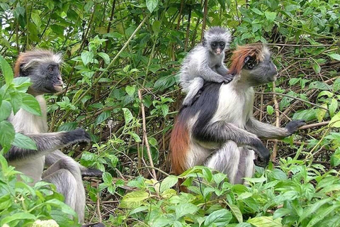 زنجبار: جولة لنصف يوم في منتزه جوزاني تشواكا باي الوطنيزنجبار: جولة في غابة جوزاني والتوابل مع الغد
