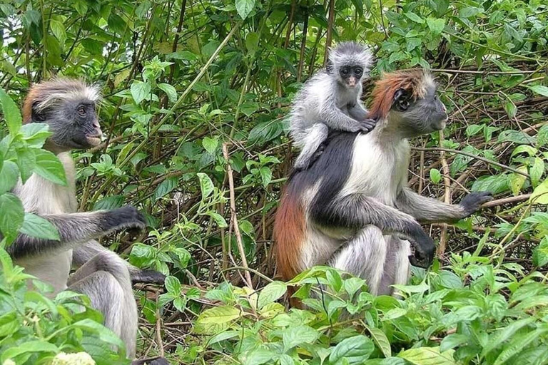 زنجبار: جولة لنصف يوم في منتزه جوزاني تشواكا باي الوطنيزنجبار: جولة في غابة جوزاني والتوابل مع الغد