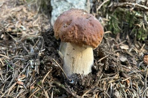 Sofia: Culinary Adventure To The Fungi And Botanical Kingdom