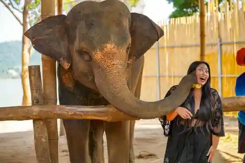 Phuket: Mød, fodr og slap af med en elefant