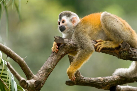 Excursion d&#039;une journée à l&#039;île aux singes