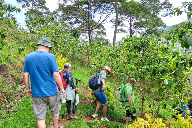 VISITA A UNA PLANTACIÓN DE CAFÉ