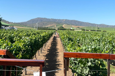 De Valparaíso à Casablanca : circuit œnologique avec dégustation de vins de qualité supérieure et transportDe Valparaíso à Casablanca : circuit œnologique avec dégustatio