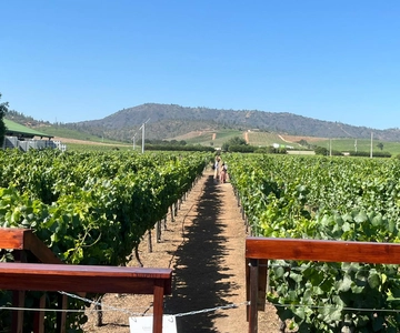 Valparaíso to Casablanca: wine tour with premium tasting and transportation