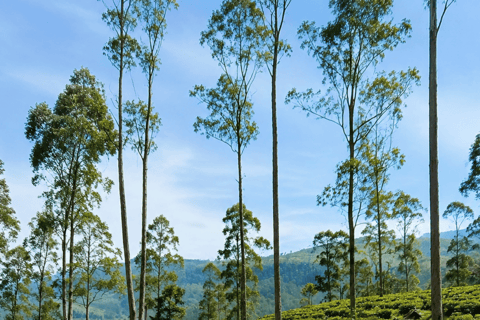 Colombo Airport ⇄ Sigiriya/Kandy/Ella/Yala Private Transfer Private Car with Driver – Up to 50 km