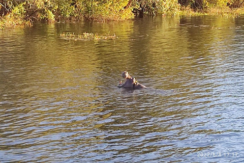 Excursion d&#039;une journée à partir des chutes Victoria : Safari terrestre et fluvial dans le PN de Chobe