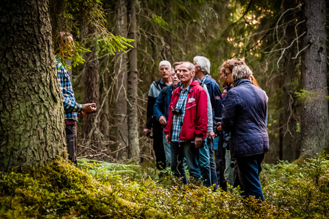 Ze Sztokholmu: Wildlife Safari z kolacją przy ognisku