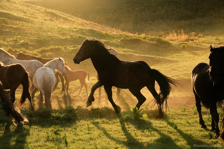 Livno: Guided Wild Horses Tour with Local Aperitif